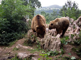 Bären in Asturien