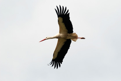 Storch der Extremadura
