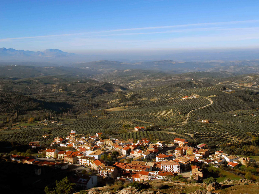 Olivenb&auml;ume in S&uuml;dspanien, Foto Tobias B&uuml;scher