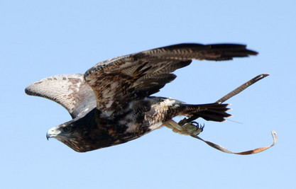 Raubvogel