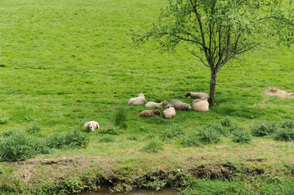 Schafe in Spanien