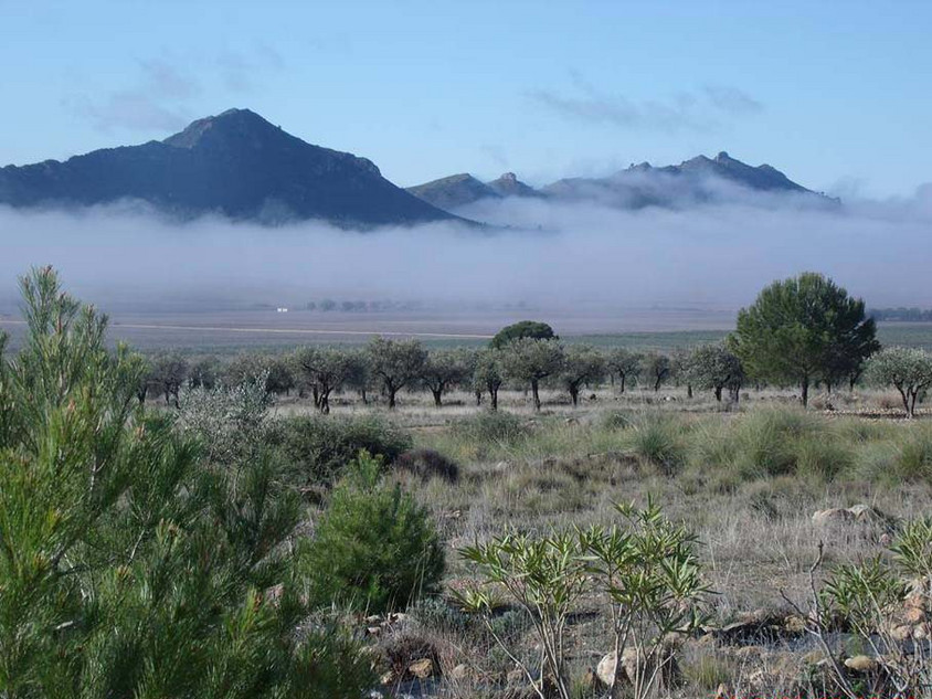 Nebel liegt über einem Olivenhain vor einem Bergmassiv.