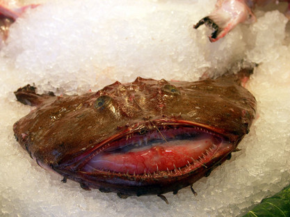 Rape: Spanscher Seeteufel