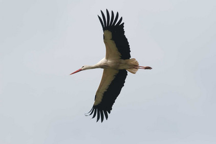 Storch mit ausgebreiteten Flügeln