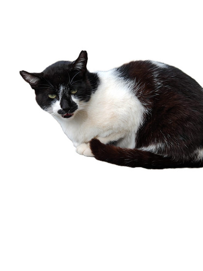 Spanische Katze
