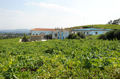 Weinreben in Galicien, Nordwestspanien