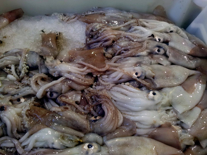 Sepia alias Tintenfisch