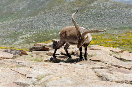 Steinbock Steinbock