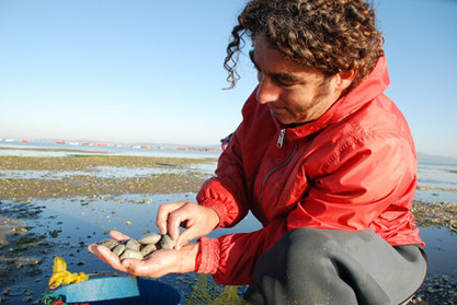 Mann zeigt Muscheln am spanischen Atlantik