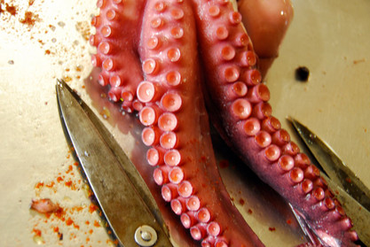 Galicische Seekrake