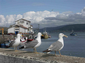 Hafen von Malpica mit drei M&ouml;wen