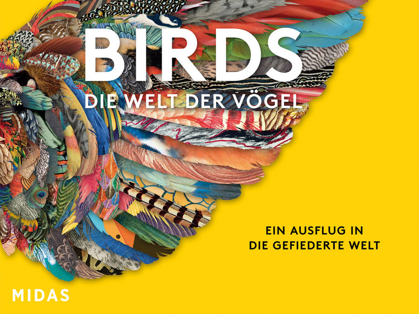 V&ouml;gel als Gem&auml;lde und Fotos