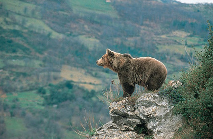 Bär in Spanien