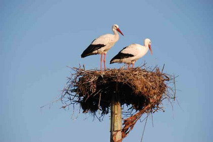 Storch in der Extremadura, Spanien