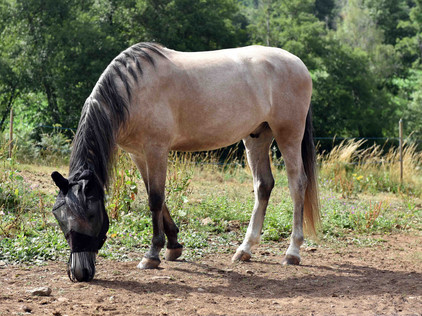 Pferd grast in Galicien