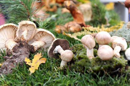 Ritterlinge aus Spanien