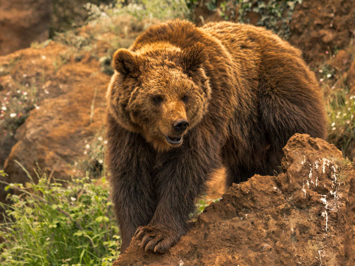Spanischer Oso Pardo